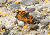 Northern Crescent  Butterfly