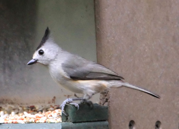 Black-crested (Mexican) Tufted Titmouse