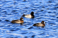 Lesser Scaup Male(top) and two females