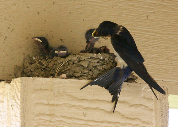 Barn Swallow Feeding Her Chicks