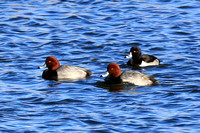 Redheads and Ring-necked Duck