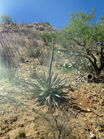 Agave Cactus