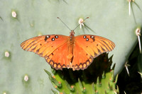 Gulf Fritillary Butterfly, with Passionvine on its wing