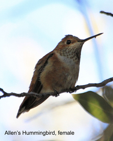 Allen's ? Hummingbird, female