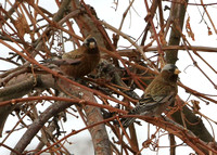 Gray-crowned Rosy-finch,  Interior