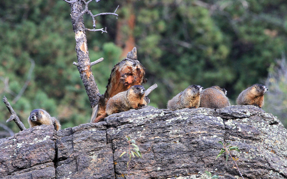 Yellow-bellied Marmots, juveniles