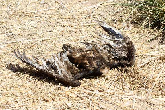 Black Vulture Carcass