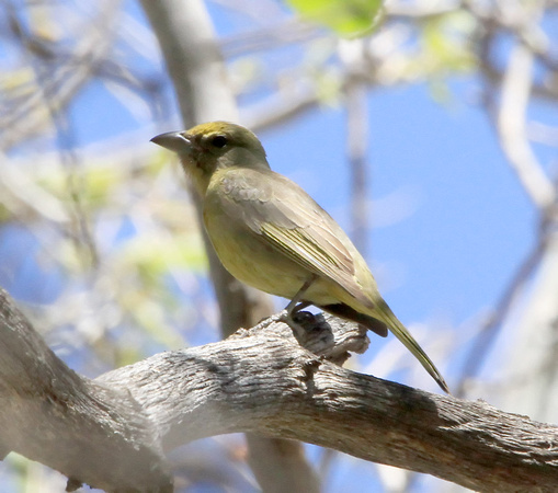 Hepatic Tanager, female