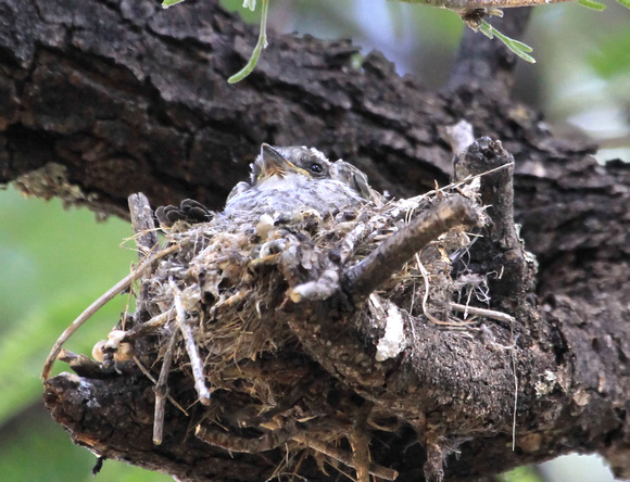 Vermillion Flycatchers: Three hatchlings on nest
