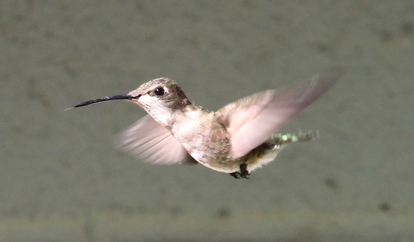 Black-chinned Hummingbird, female