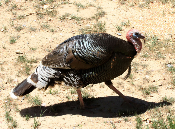 Wild Turkey, Southwestern (Gould's) male
