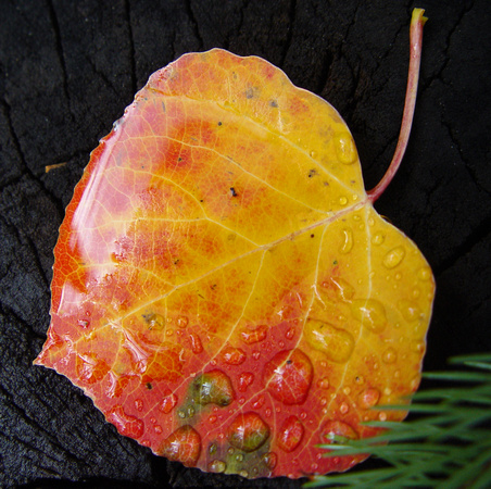 Aspen Leaf with Morning Dew