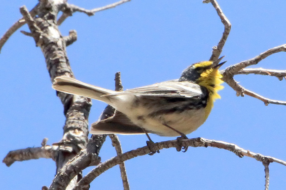 Grace's Warbler, male, singing