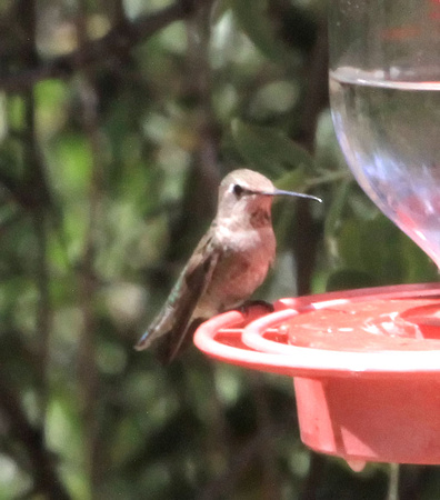 Anna's Hummingbird, female