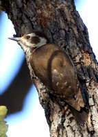 Arizona Woodpecker, female