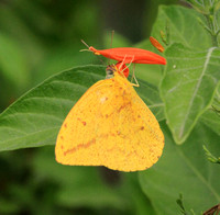 Large Orange Sulfur Butterfly