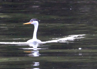 Clark's Grebe