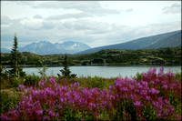 Typical Alaska - flowers, water, mountains, snow