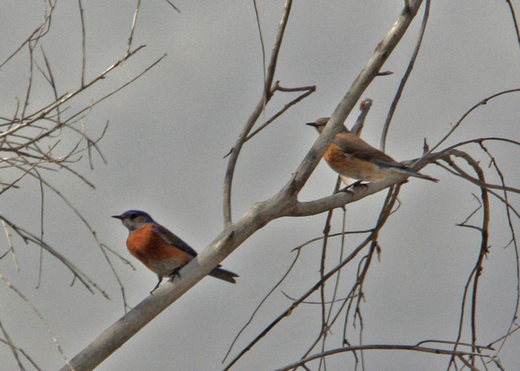 Western Bluebirds, male and female