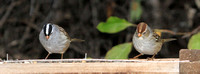 White-crowned Sparrows, adult and juvenile