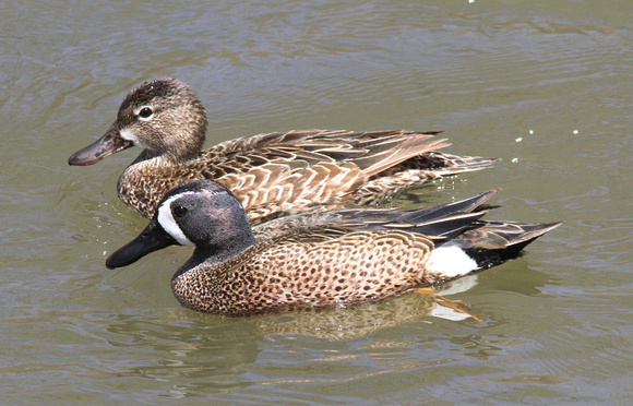 Blue-winged Teal,  male (front) and female