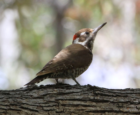 Arizona Woodpecker, male