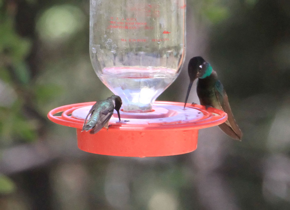 Black-chinned Hummingbird, male, with Magnificent Hummingbird