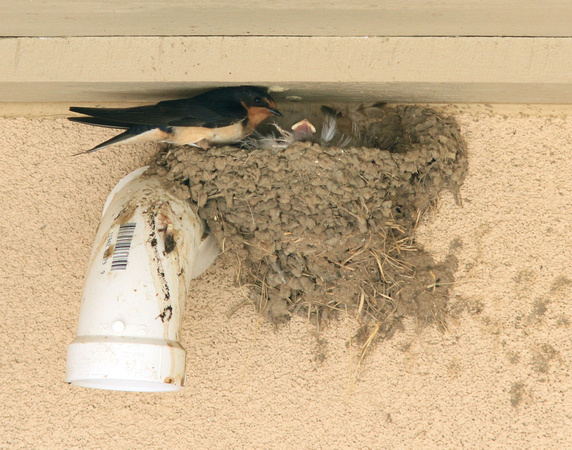 Barn Swallow with hatchling