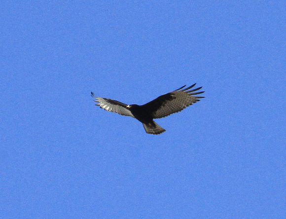 Zone-tailed Hawk,  juvenile