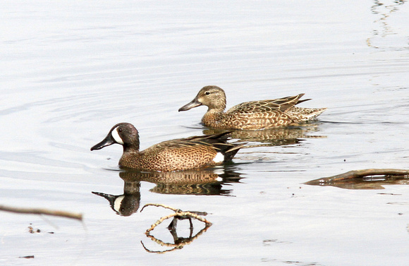 Blue-winged Teal,  male and female