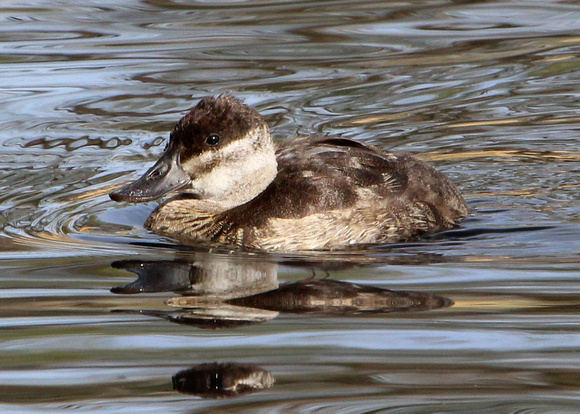 Ruddy Duck,  female