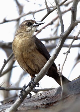 Great-tailed Grackle,  female
