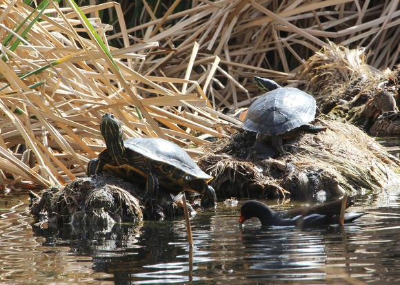 Two Turtles and a Coot