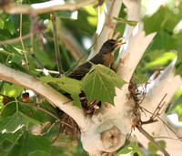 American Robin, female, on nest