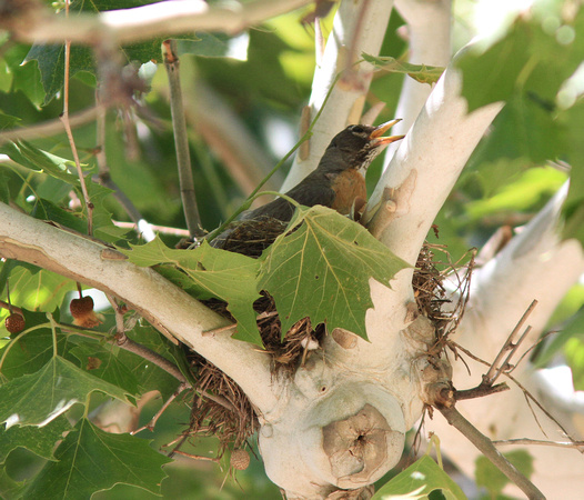 American Robin, female, on nest