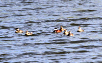 Ruddy Duck male & six females