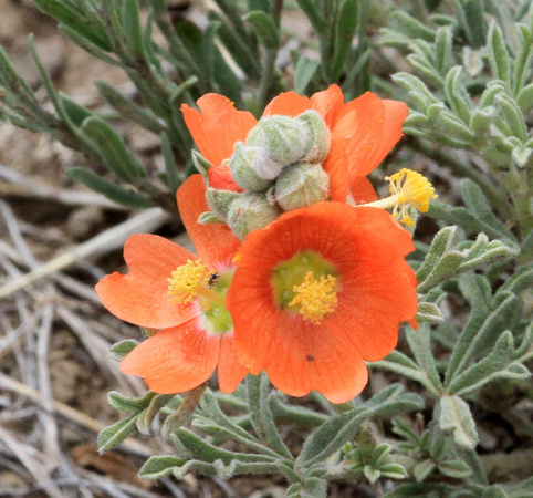 Globe Mallow, or, Cowboy's Delight