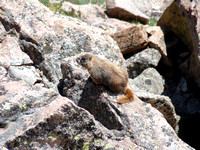 The ubiquitous Marmot