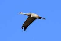 Sandhill Crane