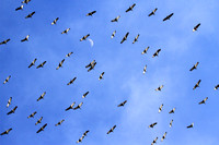 Sandhill Cranes