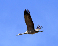 Sandhill Crane