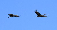 2013 03 SLV Cranes