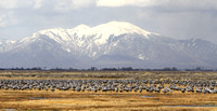 Sandhill Cranes in the San Luis Valley