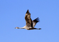 Sandhill Crane