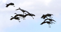 Sandhill Cranes