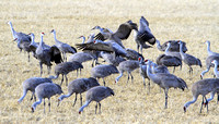 Sandhill Cranes