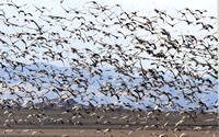 Sandhill Cranes