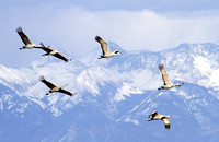 Sandhill Cranes