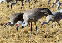 Sandhill Cranes