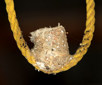 Hummingbird Nest, built on a rope loop
